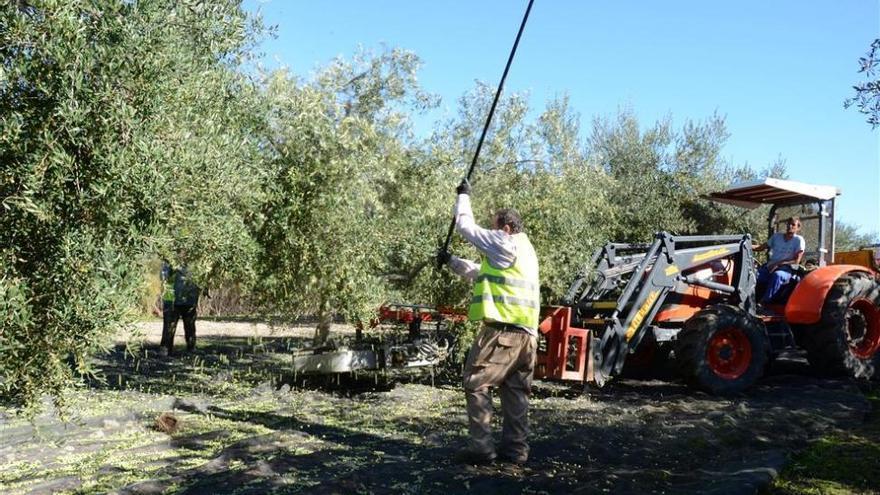 El final de la cosecha de la aceituna eleva el paro en 1.627 personas en Córdoba