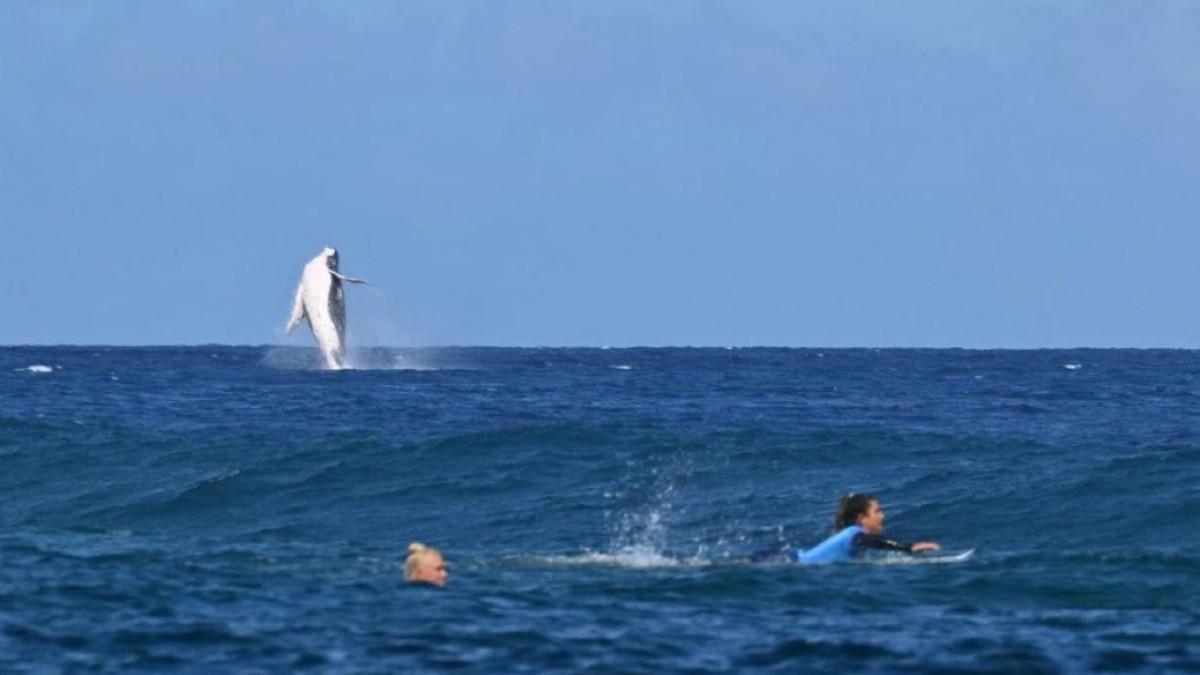 Una ballena apareció en plena competición