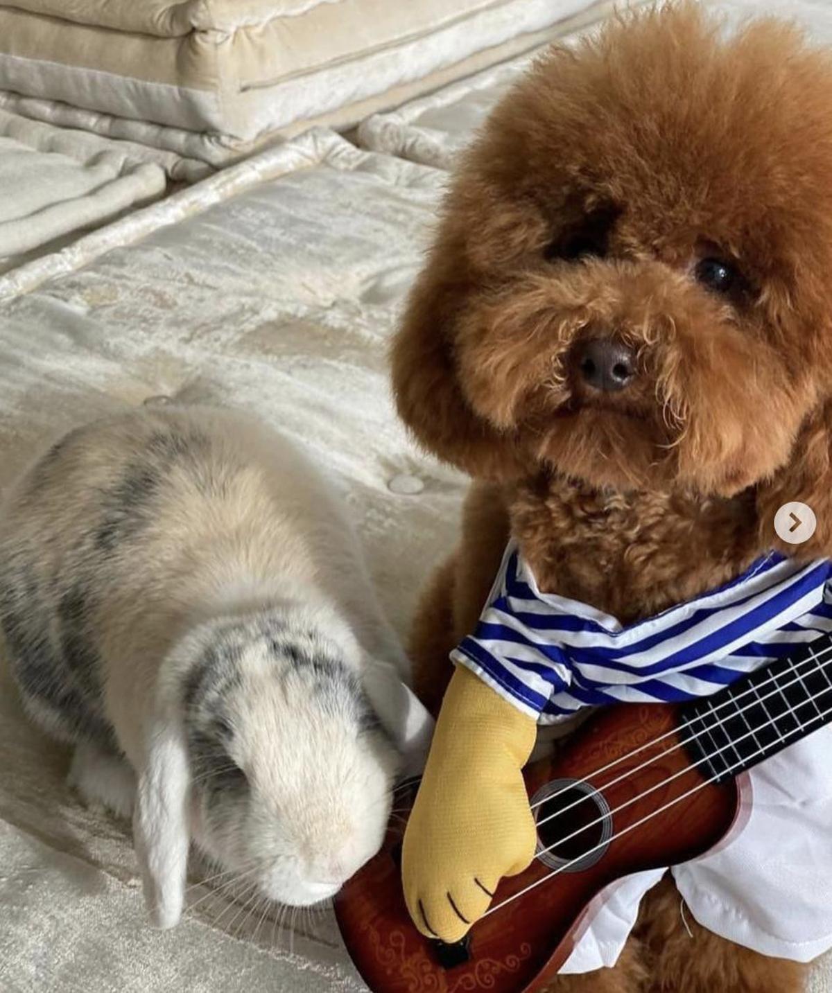 Toby y Teddy, las mascotas de la familia Piqué Mebarak