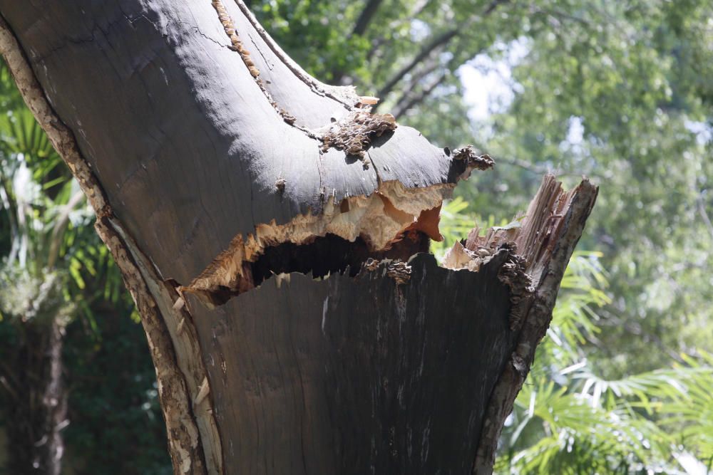 Tanquen fins dilluns els Jardins de la Devesa per la caiguda d''un plàtan