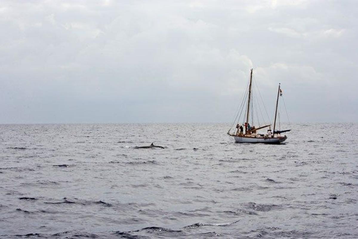 Fotografiar ballenas azules en el entorno de las islas Azores