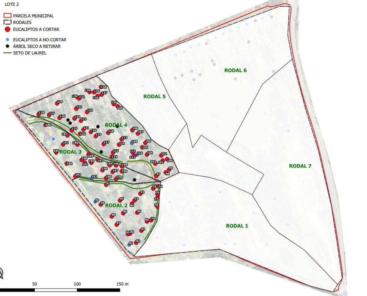Ejemplares para talar incluidos en el segundo lote de la subasta.