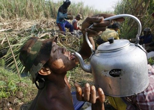 A worker drinks water from a kettle as he harvests sugar cane in Sidoarjo
