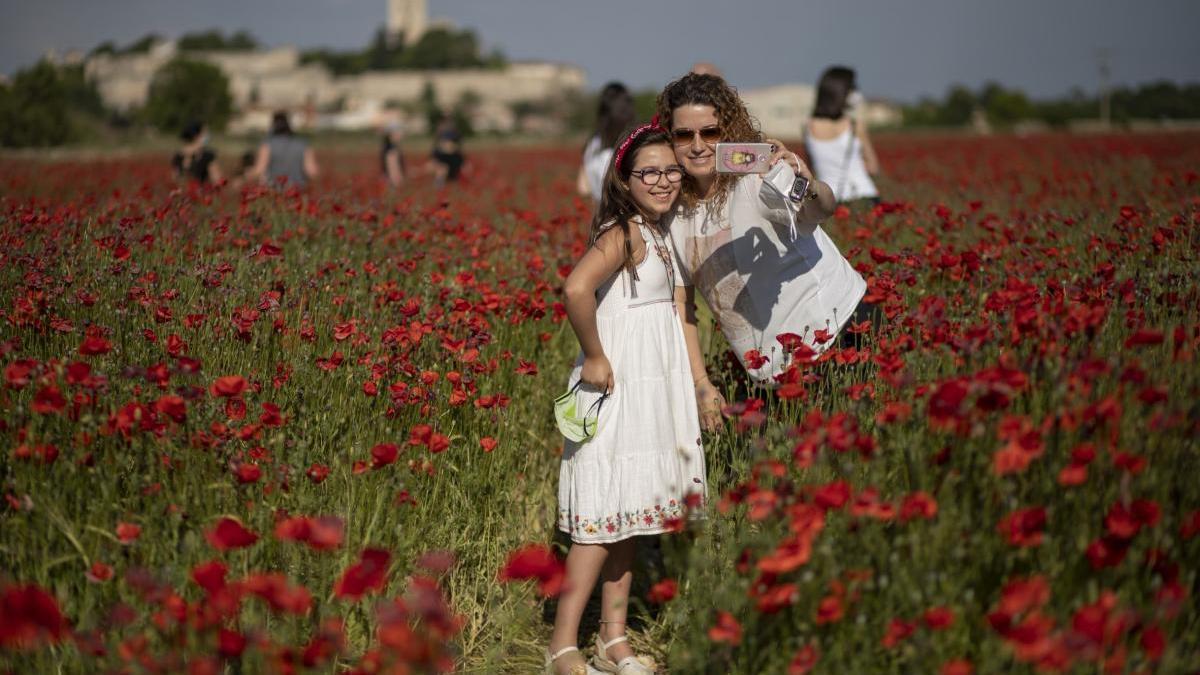 Campo de amapolas de Zamora: dónde está y cómo se llega