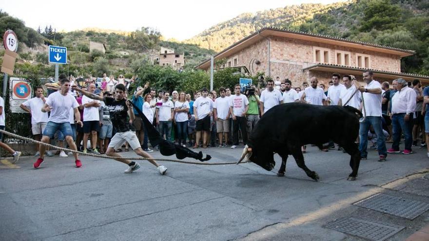 El &#039;correbou&#039; de Fornalutx sigue estando en el centro de la polémica.