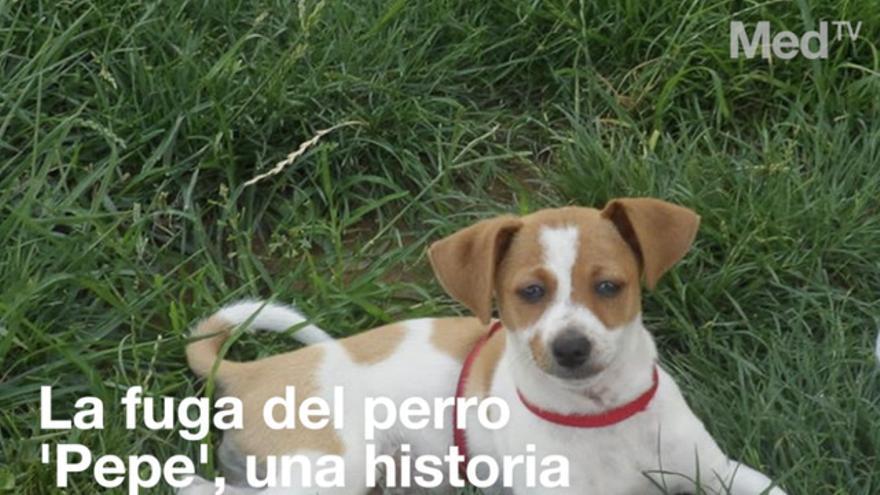 La fuga del perro 'Pepe', una dramática historia con final feliz