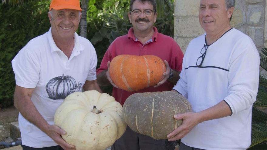 Miquel Cloquell, Joan Florit y Bernat Cloquell sostienen calabazas procedentes de sus propios cultivos.