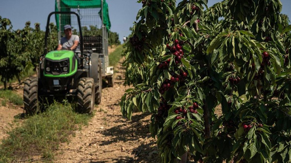 Un agricultor conduce su tractor en su finca de cerezas.