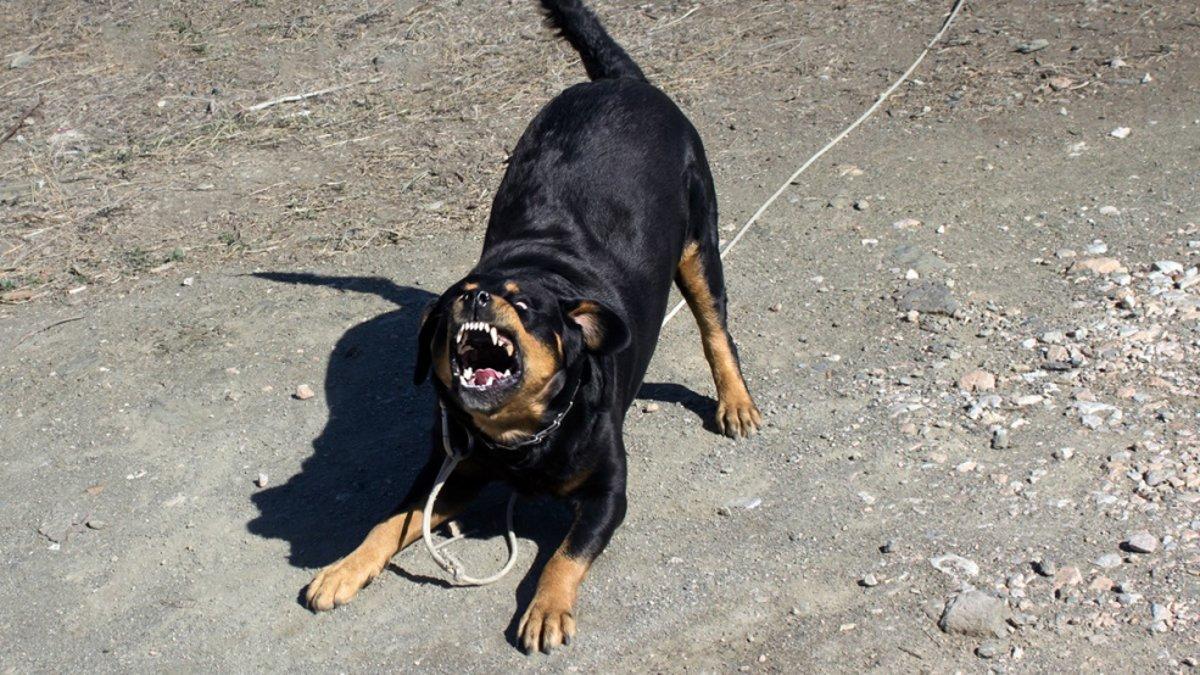 Un policía local mata a disparos a un perro callejero en Calafell