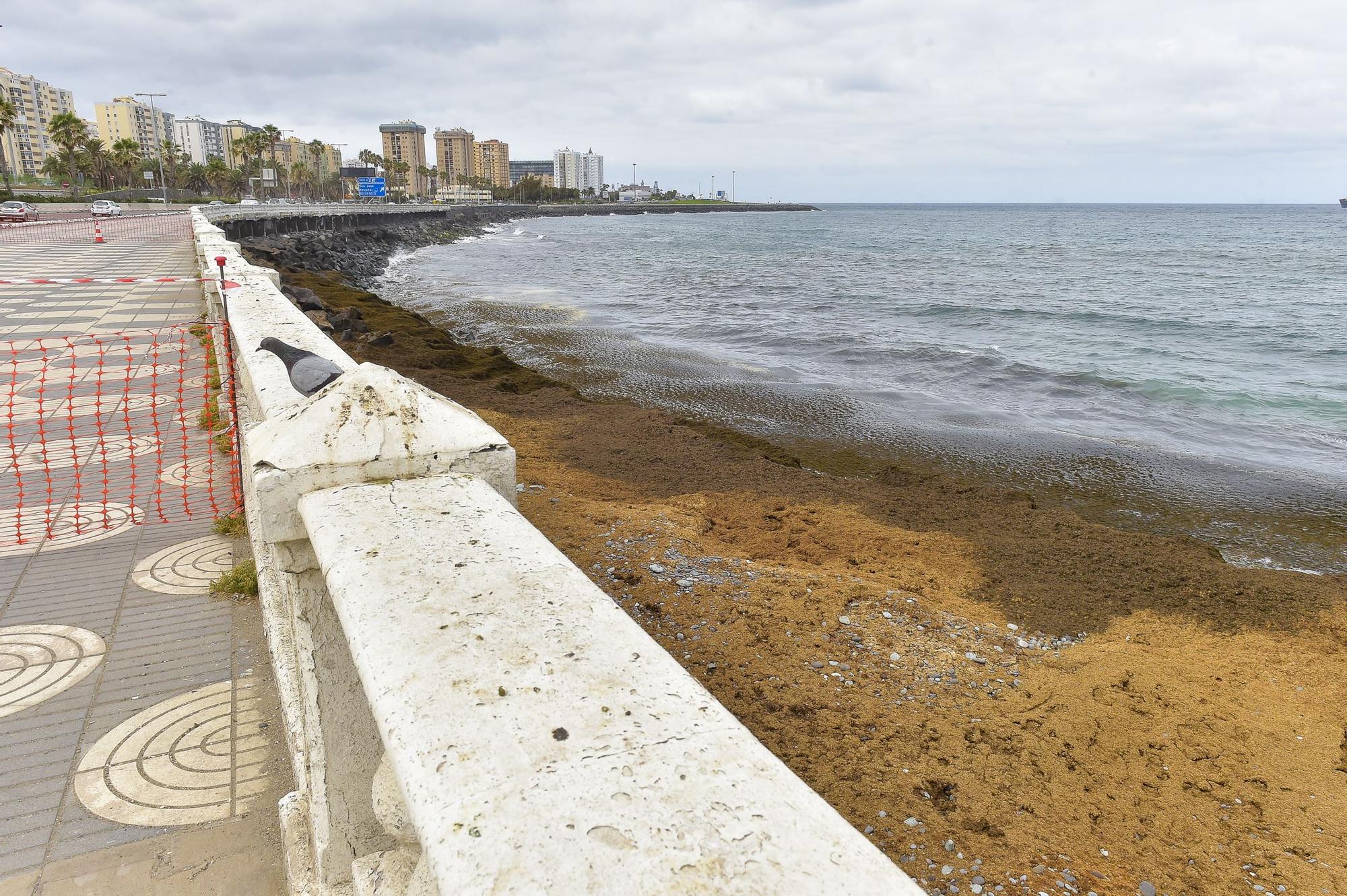 Zona vallada en el paseo de la avenida marítima frente Hospital Insular