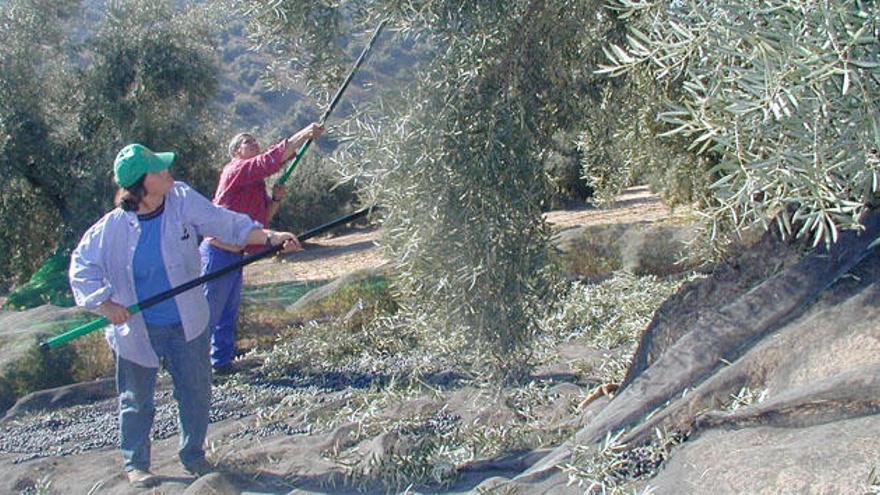 Dos jornaleros realizan tareas de verdeo en un olivar de Málaga.