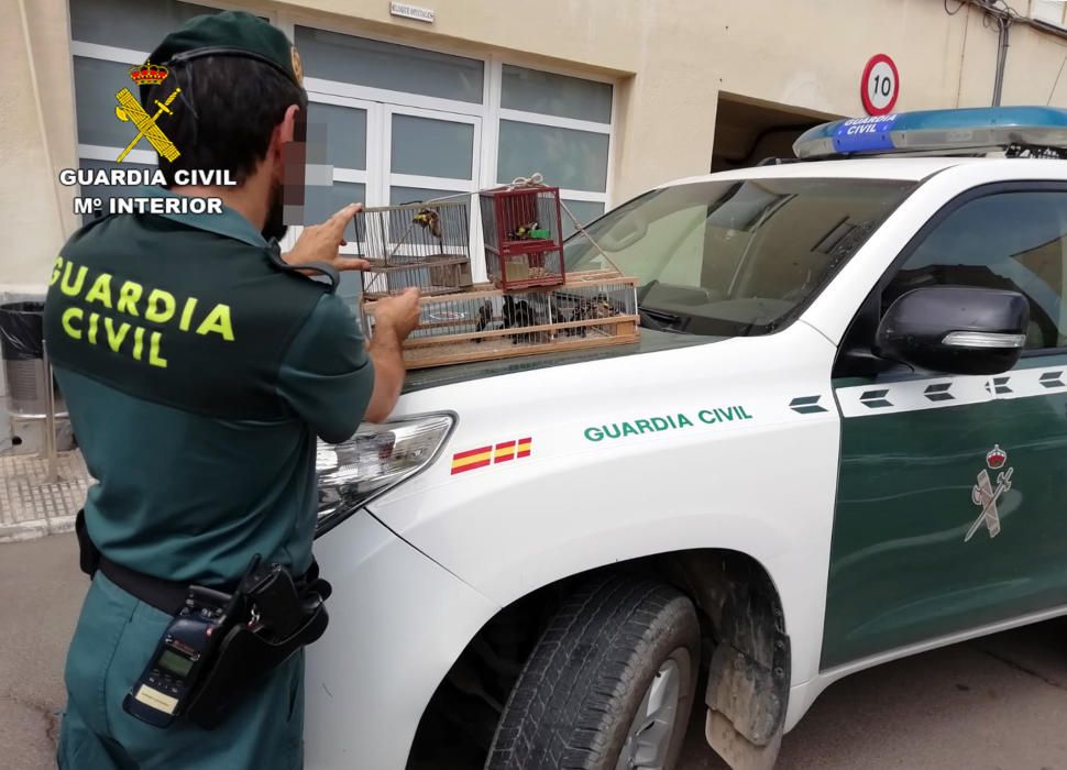 Dos detenidos por posesión ilícita de jilgueros en Cartagena y Cehegín
