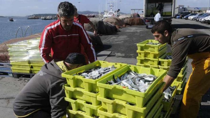 Descarga de sardinas en un puerto gallego. // Noé Parga