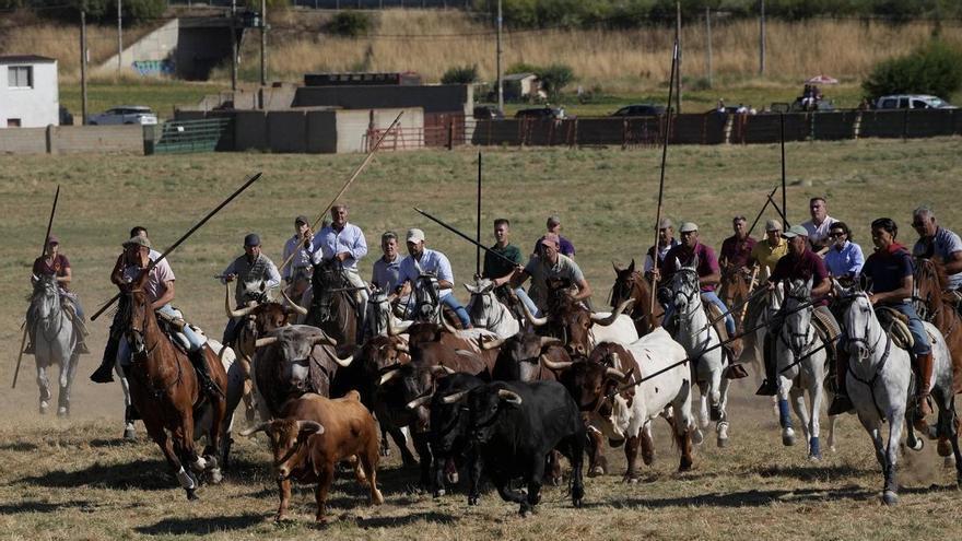 "Llevábamos muchos años sin ver unos espantes así": el trapío taurino conquista el prado de Fuentesaúco