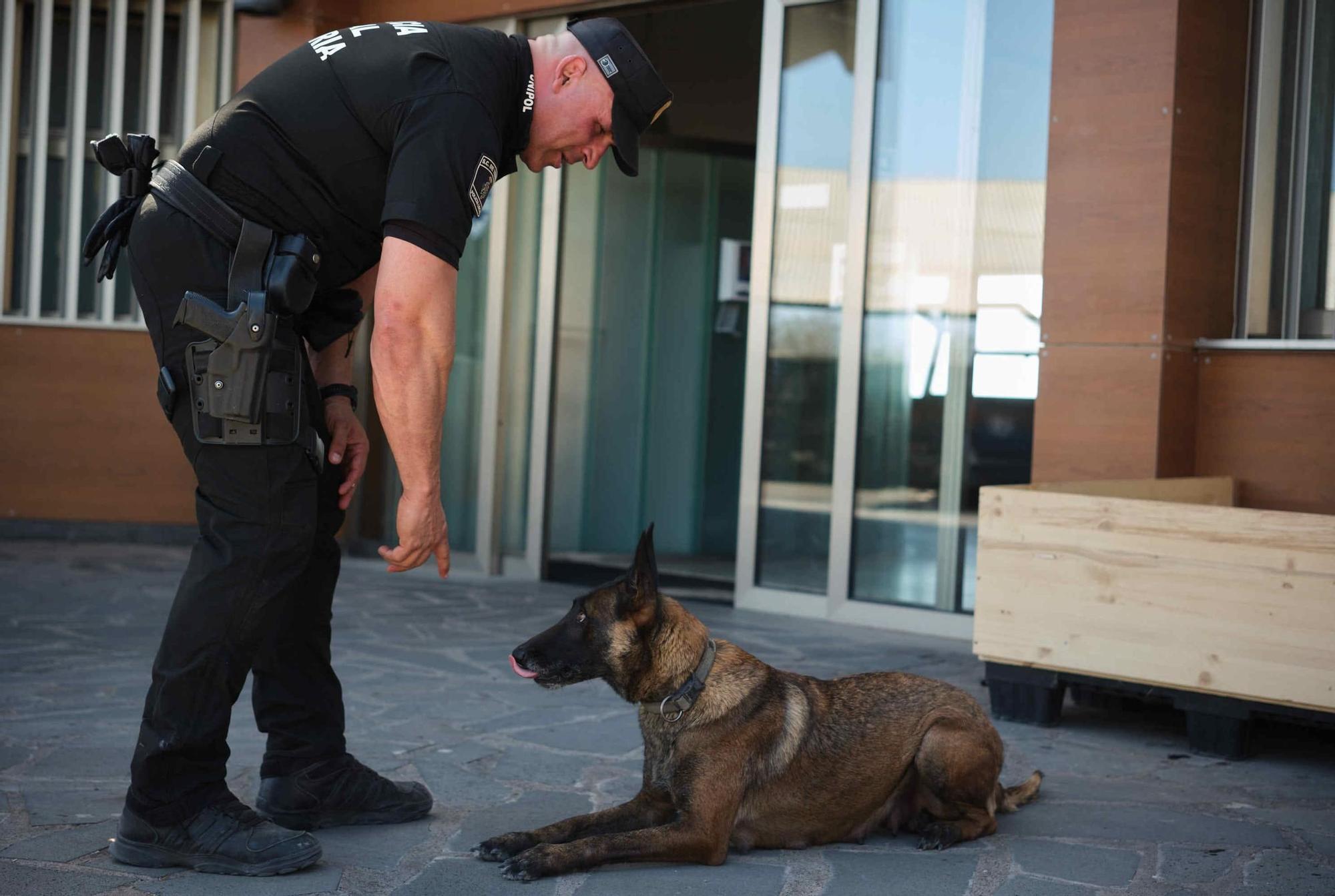 Estos son los nuevos cachorros de la Unidad Canina de la Policía Local de Santa Cruz