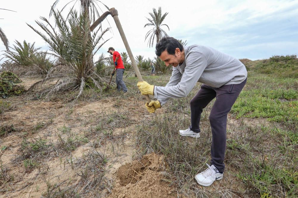 Repoblación dunar en Guardamar