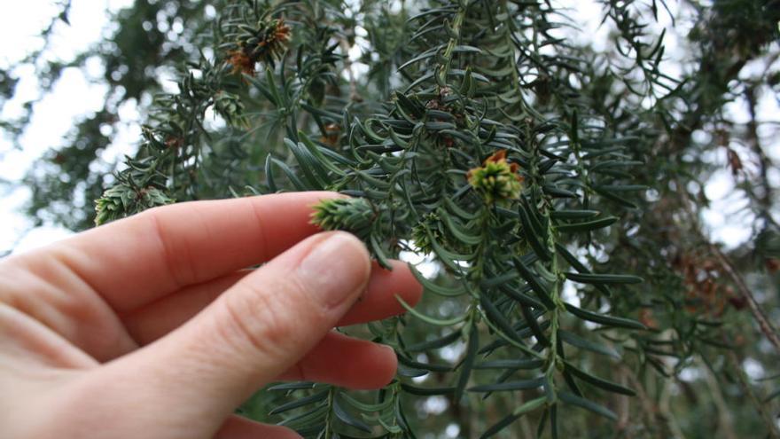 Los peligrosos efectos del tejo, el árbol de los dioses y de la muerte - La  Nueva España