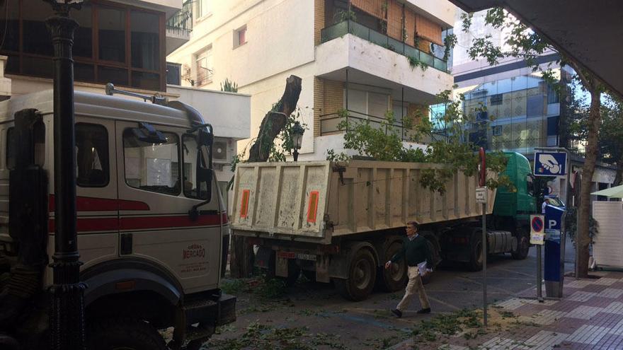 Un camión almacena las primeras ramas afectadas por las obras en la calle Alonso de Bazán.