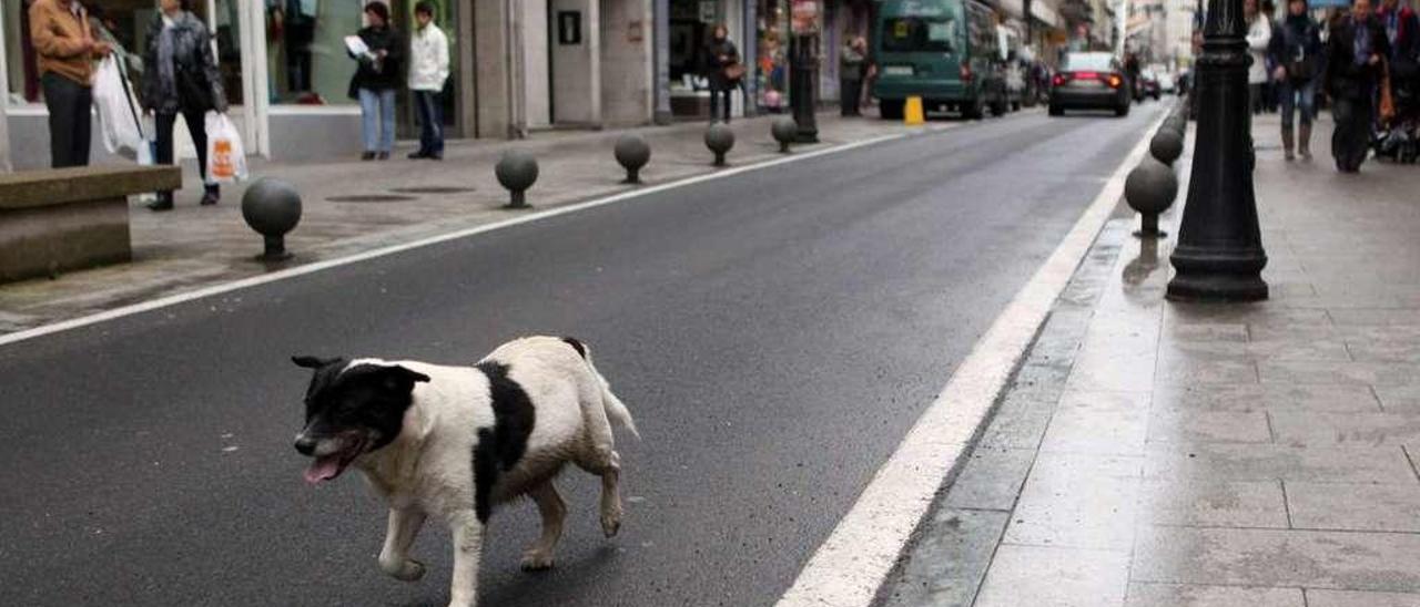 Un perro pasea por una de las calles más céntricas de A Estrada. // Bernabé/Luismy