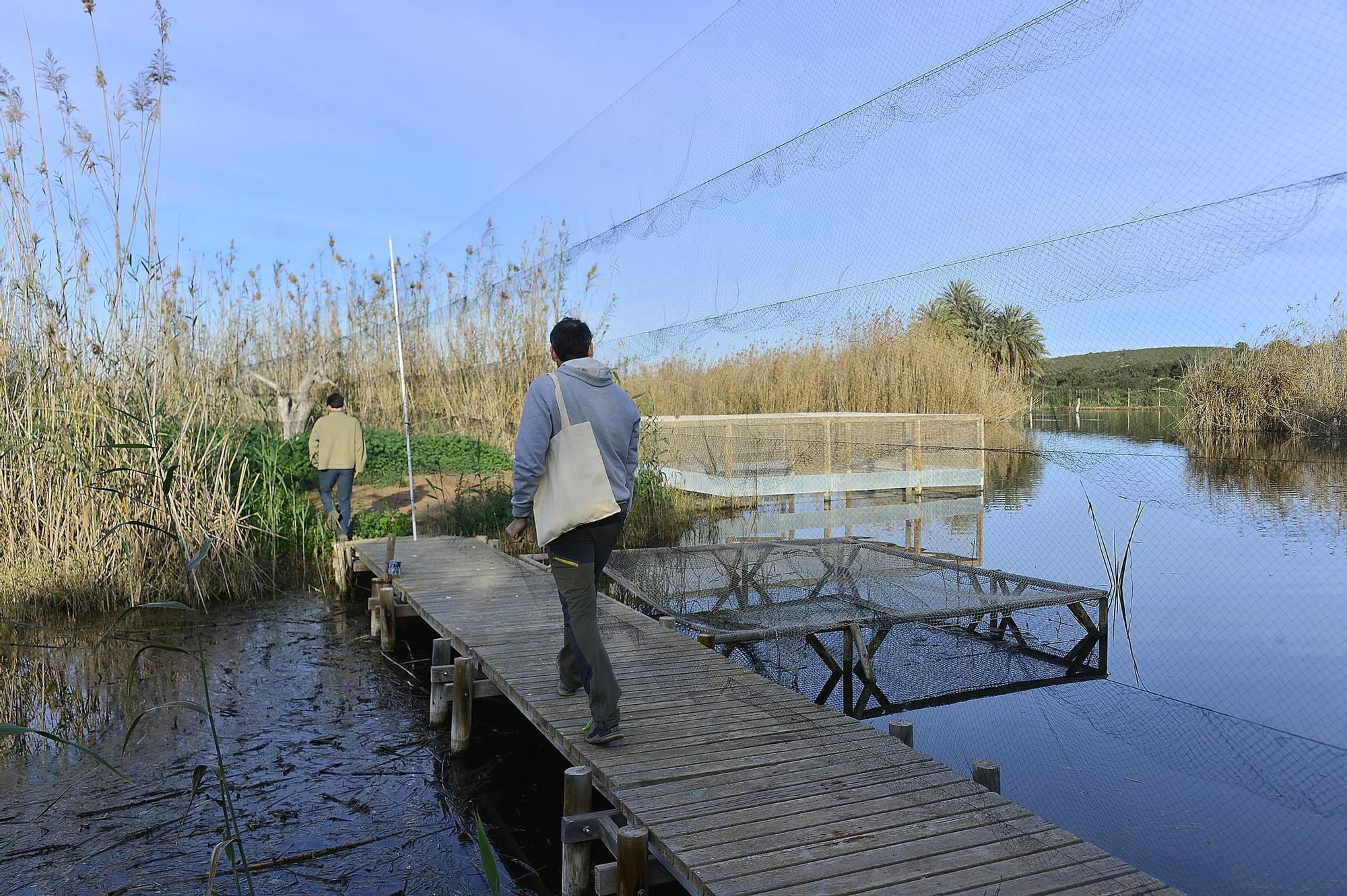 ANILLAMIENTO DE AVES POR EL 20 ANIVERSARIO DEL CLOT DE GALVANY
