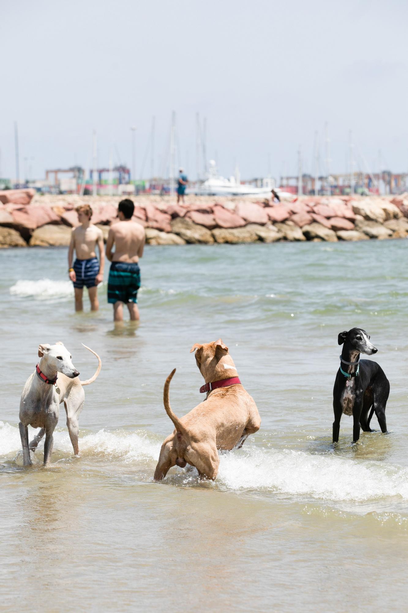 PLAYAS CANINAS: Estas son las playas para ir con perros en la Comunidad  Valenciana