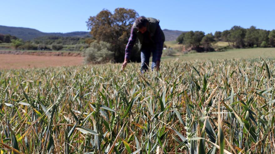 Les pluges eviten la pèrdua de tota la collita de cereal a la Catalunya central: &quot;Ara farem la meitat d&#039;un any normal&quot;