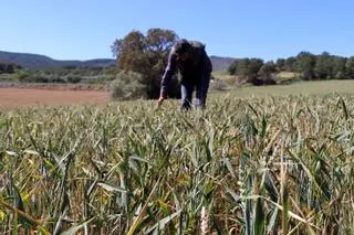 Les pluges eviten la pèrdua de tota la collita de cereal a la Catalunya central: "Ara farem la meitat d'un any normal"
