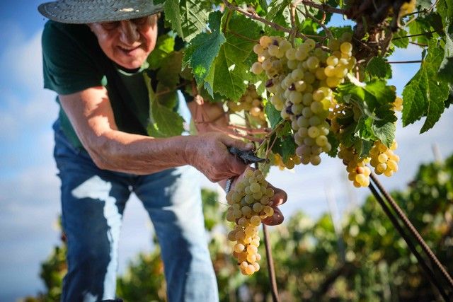 Vendimia en La Orotava, en los terrenos de bodega tajinaste