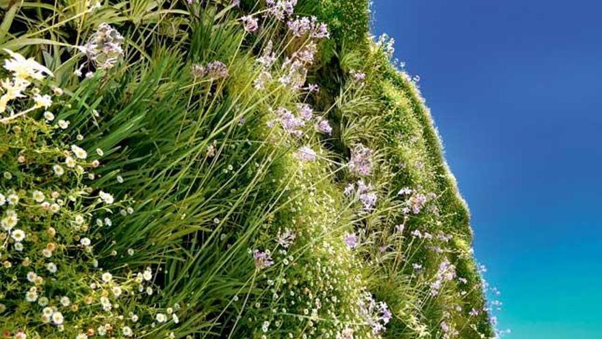 Zwischen Grasstauden blühen an der Fassade des HM Tropical das Spanische Gänseblümchen und die Knoblauchlilie.