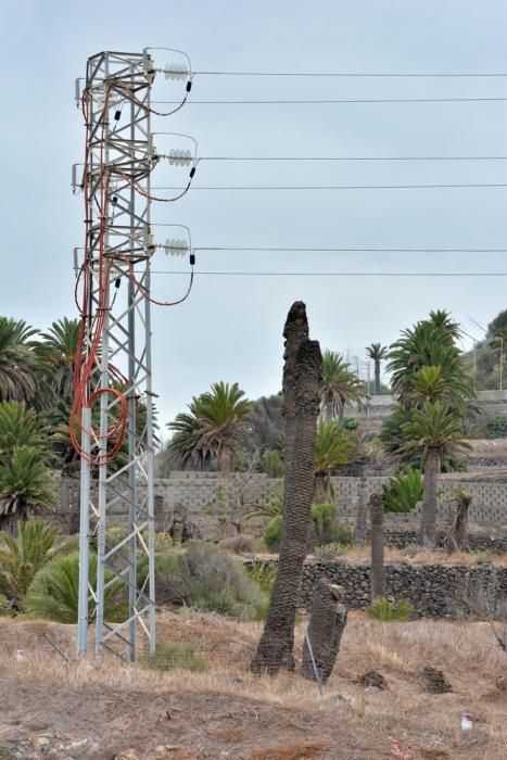 PALMERAL ENFERMO EN EL LAZO Y EL FONDILLO