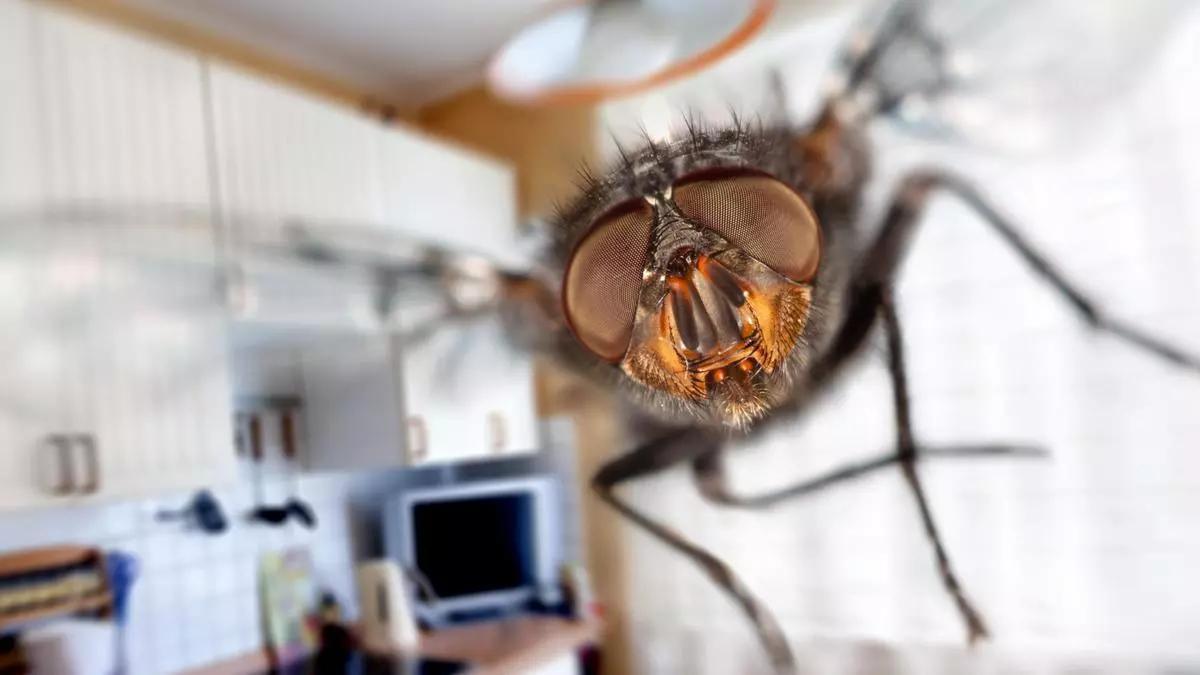 Adéu mosquits: aquesta és la planta que hauries de possar a casa teva Adéu mosquits: aquesta és la planta que hauries de possar a casa teva
