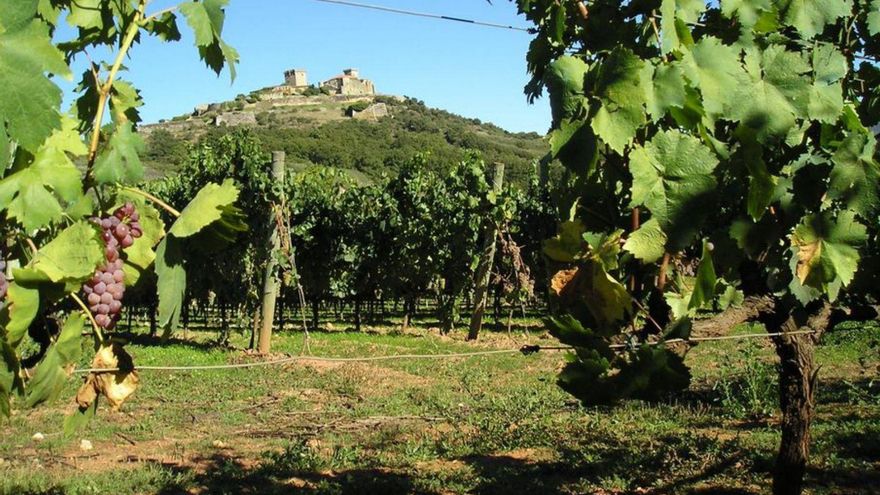 Viñedos de la DO Monterrei. | FdV