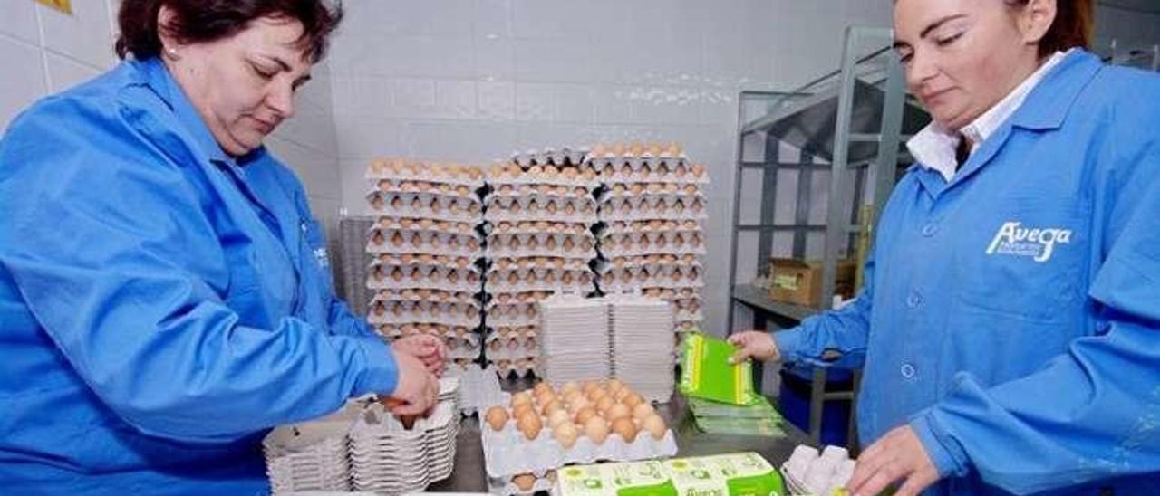 Operarias de Avega realizan el empaquetado de huevos ecológicos.