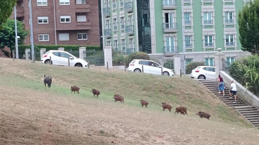 Piara con hasta una decena de jabalíes por el casco urbano de Lugo este lunes 20 de julio