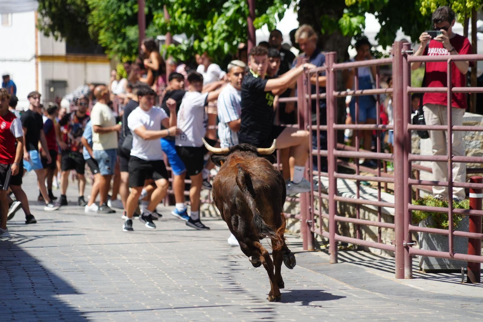 Alcaracejos vive con intensidad el inicio de sus tradicionales encierros de vaquillas
