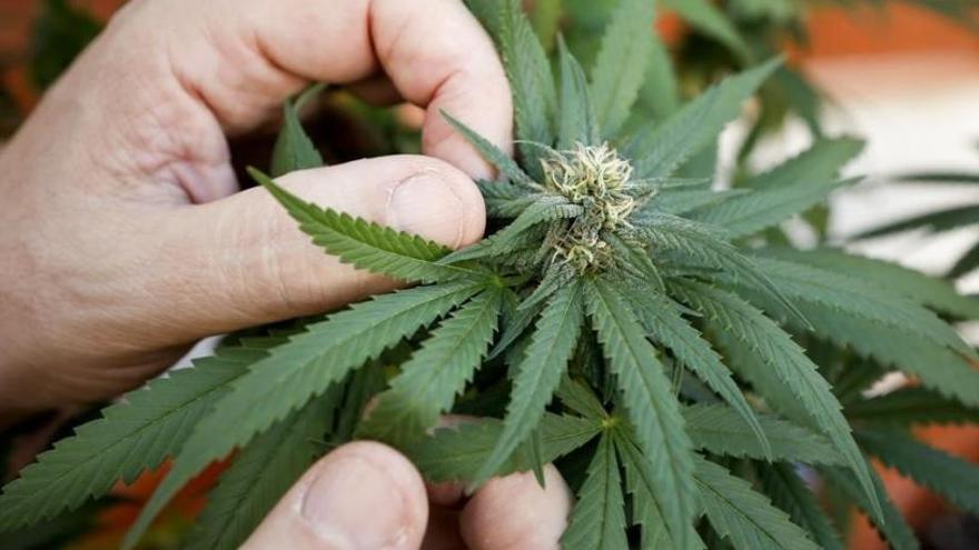 Malta legalitza la possessió i el cultiu domèstic de cànnabis