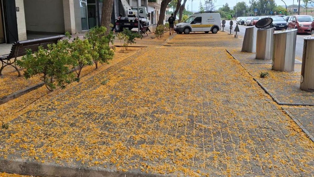 Una acera de Dénia tapizada de amarillo
