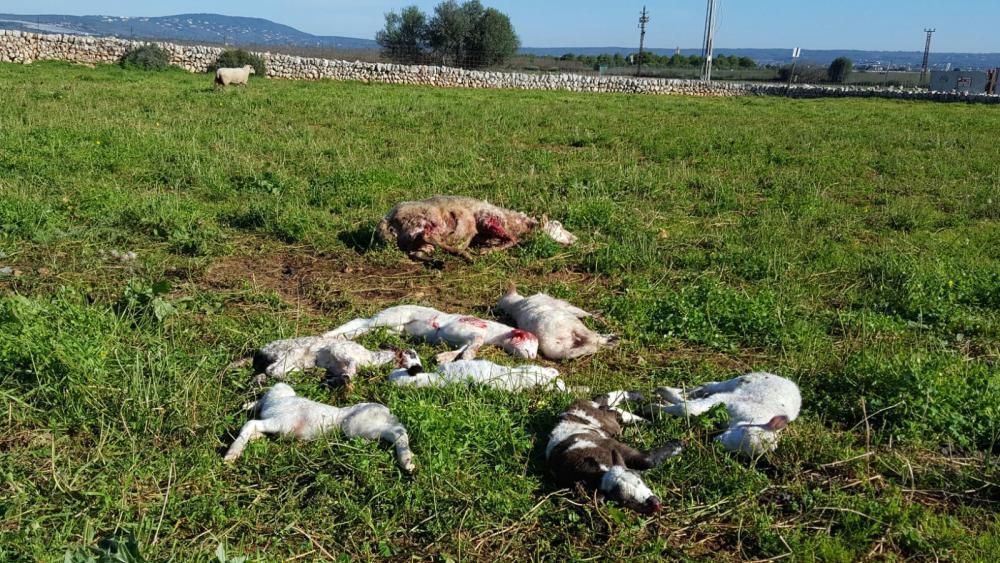 Matanza de ovejas en Son Ferriol