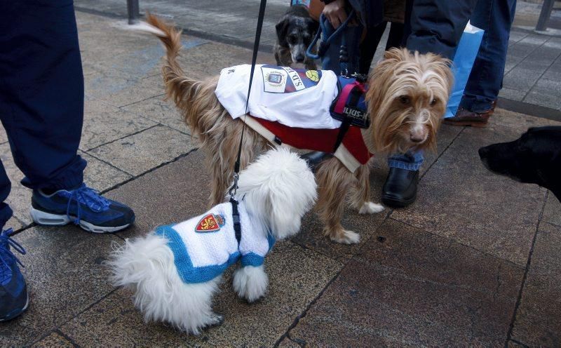 Celebración de San Antón, bendición de los animales