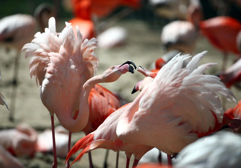 Boniques imatges dels flamencs del Zoo de Hellabru