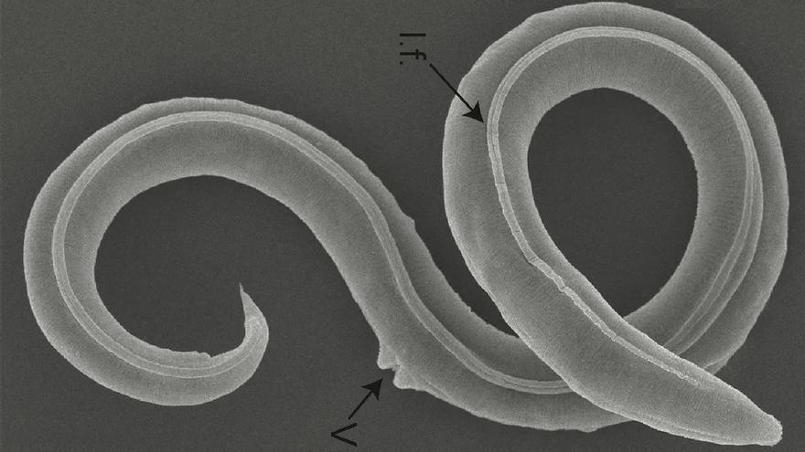 Reviven gusanos que permanecían congelados desde hace 42.000 años