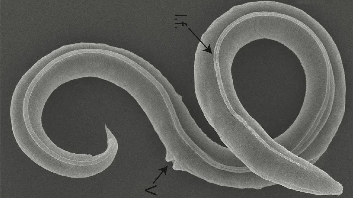 Reviven gusanos congelados durante 46.000 años en el suelo