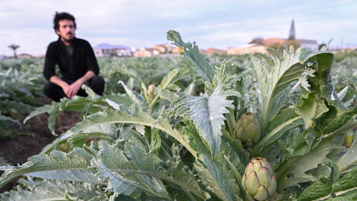 El campo alicantino se hunde en las exportaciones: las hortalizas pierden más de la mitad de su valor