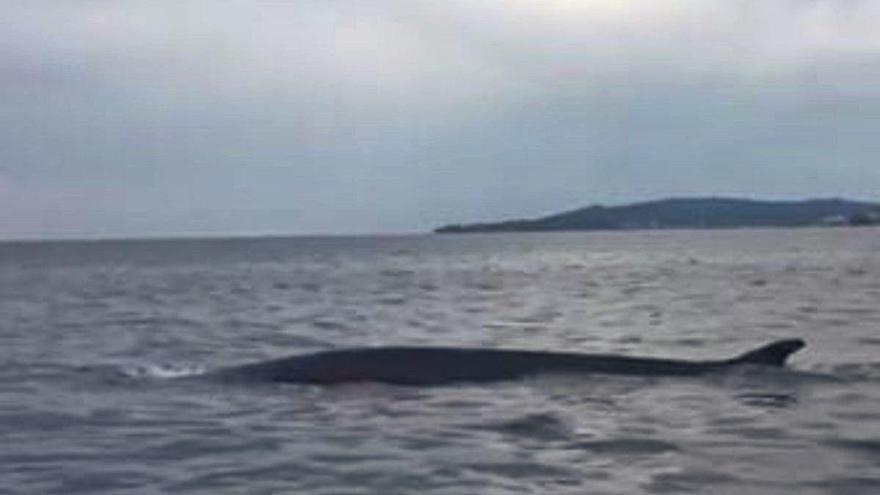 Albiren un rorqual comú a poques milles de la costa  de Palamós