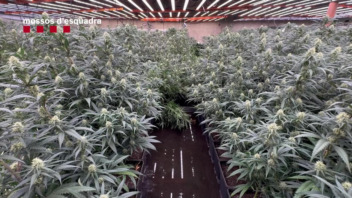 Una de las plantaciones interiores más grandes descubiertas en Catalunya en L'Hospitalet