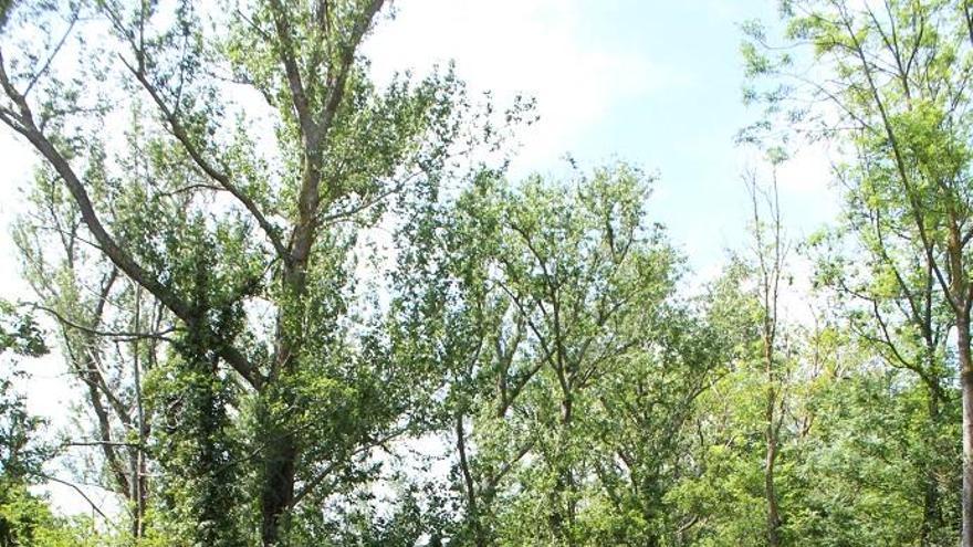 Un bosc empordanès de ribera.