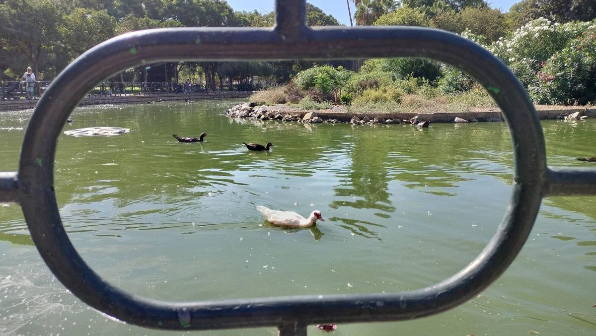 Patos en el parque de Los Príncipes de Sevilla, septiembre de 2025