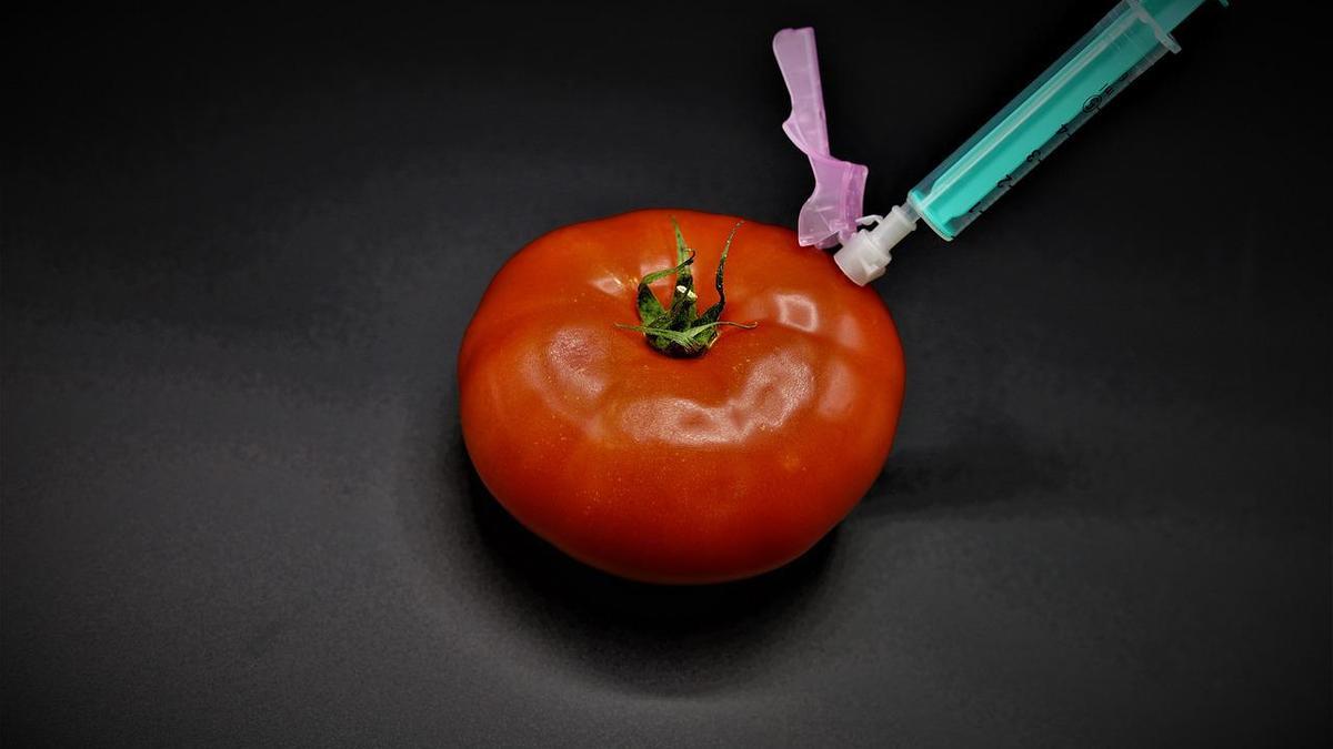 Tomate en laboratorio.