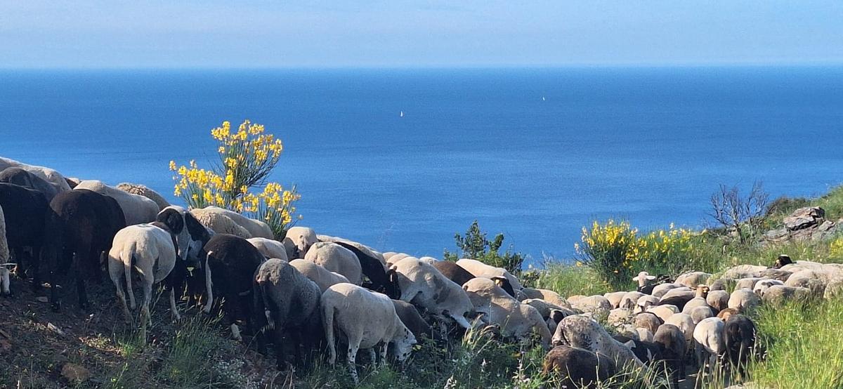 Les ovelles , eina clau per a la prevenció d'incendis al Cap de Creus