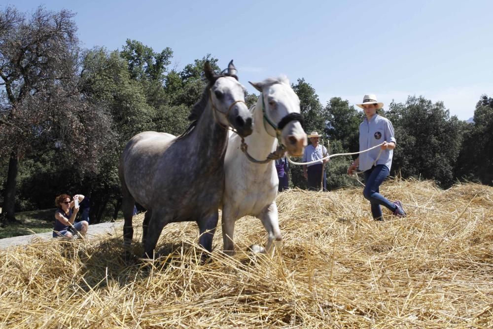 Festa del Segar i el Batre a Avià